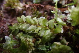 Image of plagiomnium moss