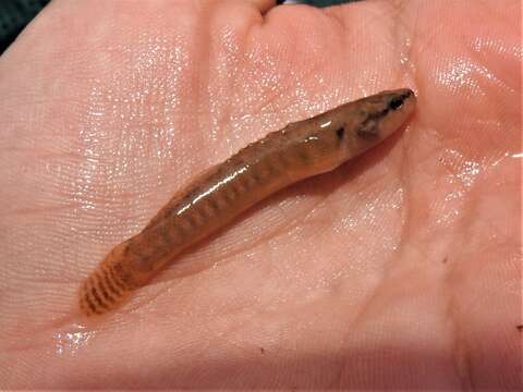 Image of Fantail Darter