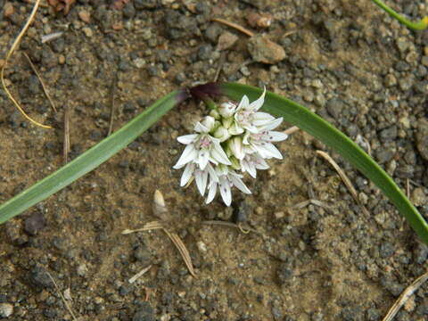 Image of Tolmie's onion