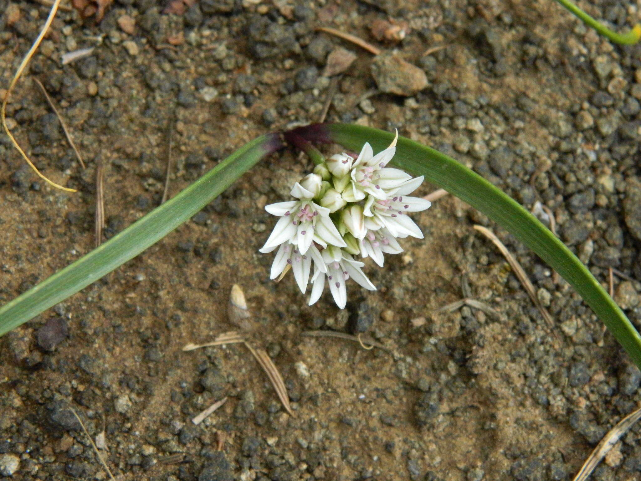 Allium tolmiei Baker的圖片