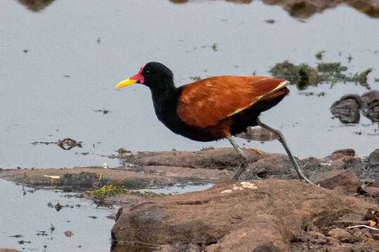 Sivun Jacana jacana jacana (Linnaeus 1766) kuva