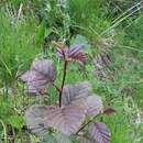 Image de Alnus incana subsp. kolaensis (Orlova) Á. Löve & D. Löve