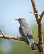 Image of Grey-bellied Cuckoo