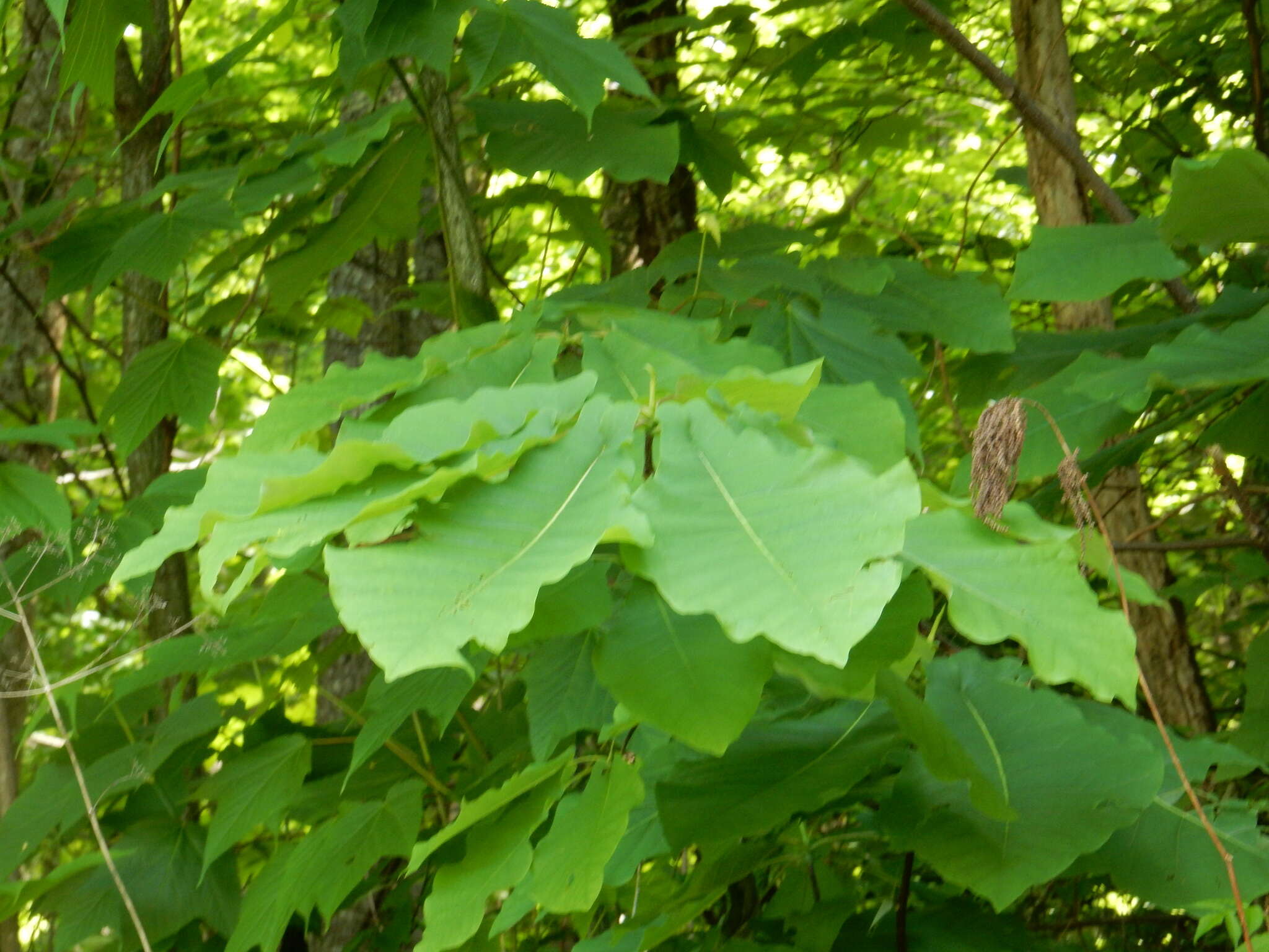 Image of Ear-Leaf Umbrella Tree