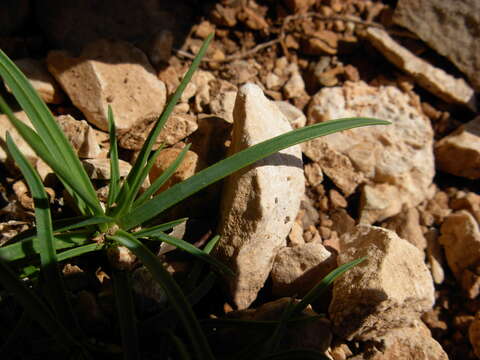 Image of Dianthus siculus C. Presl