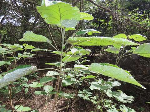 Image of Croton steenkampianus Gerstner