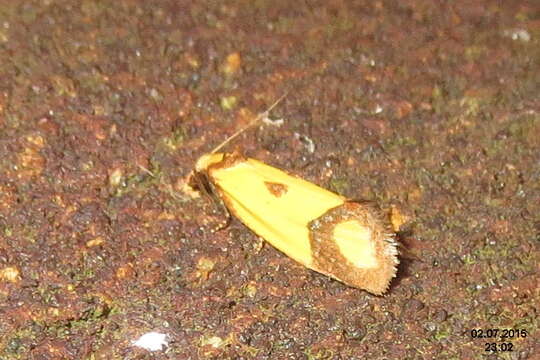 Image of Sulfur knapweed root moth