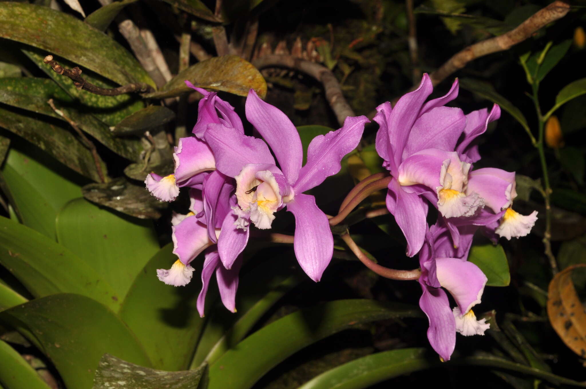 Image of Harrison's Cattleya