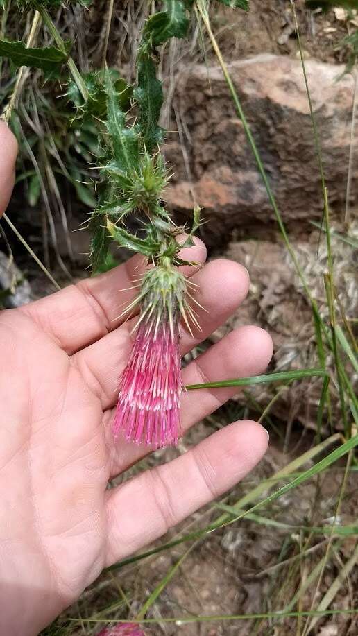 Image of <i>Cirsium <i>arizonicum</i></i> var. arizonicum