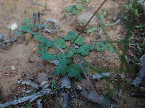 صورة Oxalis dilatata L. Bolus