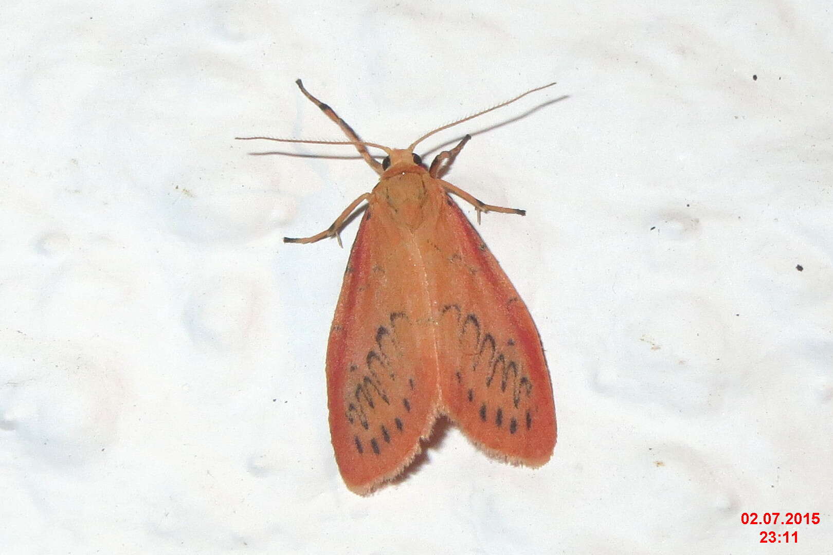 Image of rosy footman