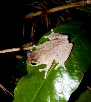 Image of Large Ponmudi Bush Frog