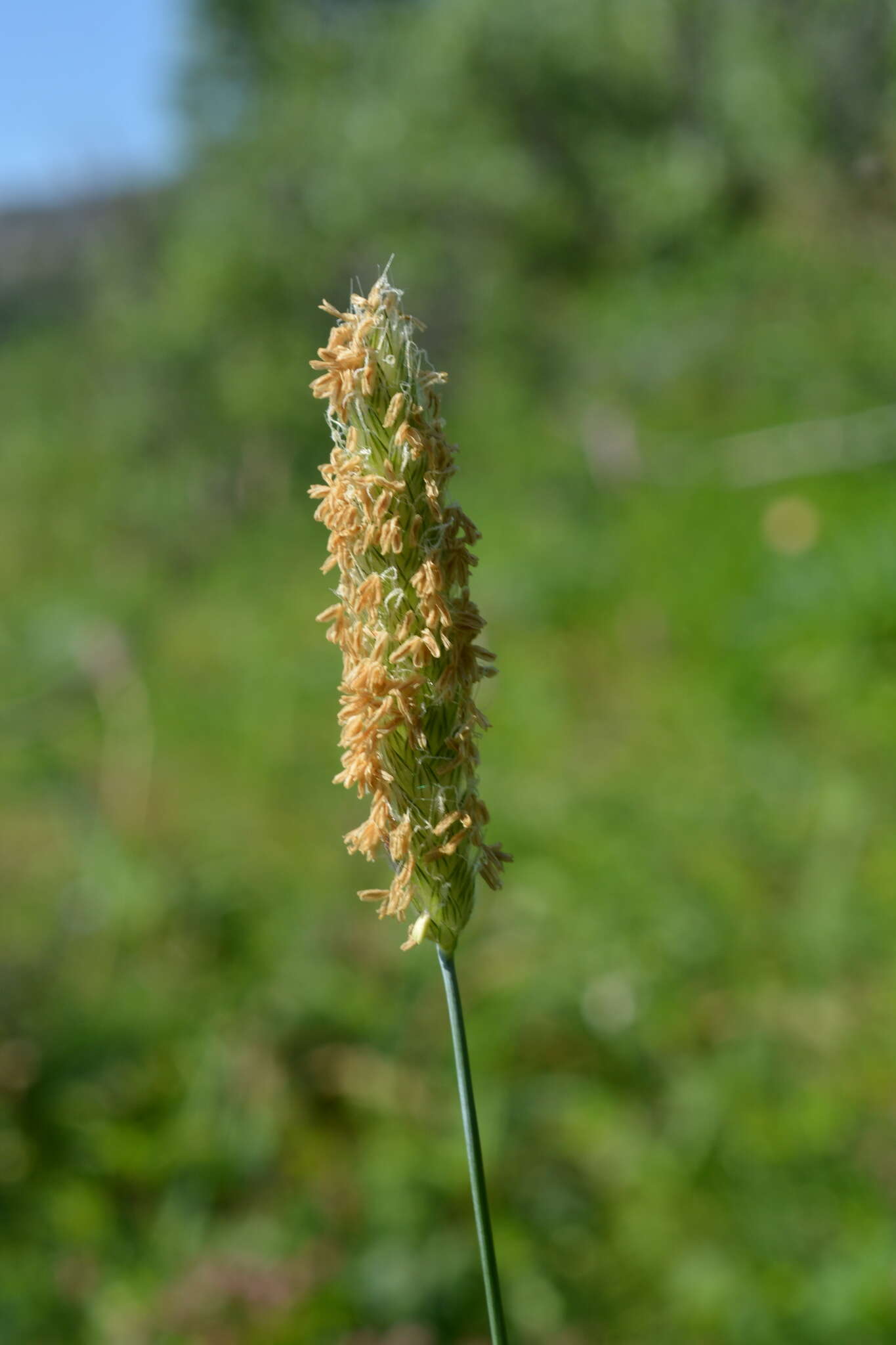 Image of Alopecurus pratensis subsp. alpestris (Wahlenb.) Selander