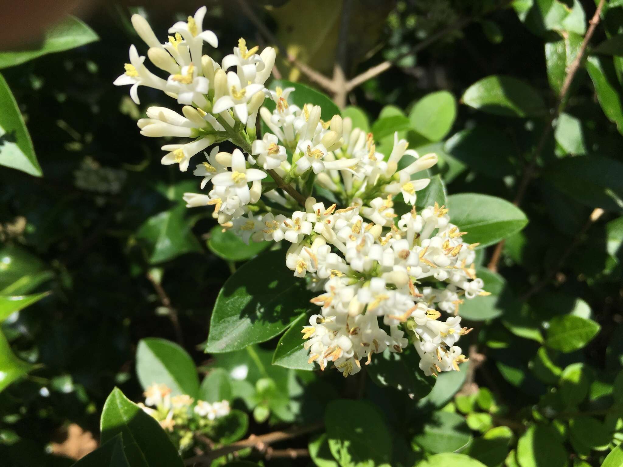 Image of California privet