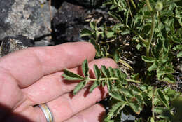 Image of Nevada cinquefoil