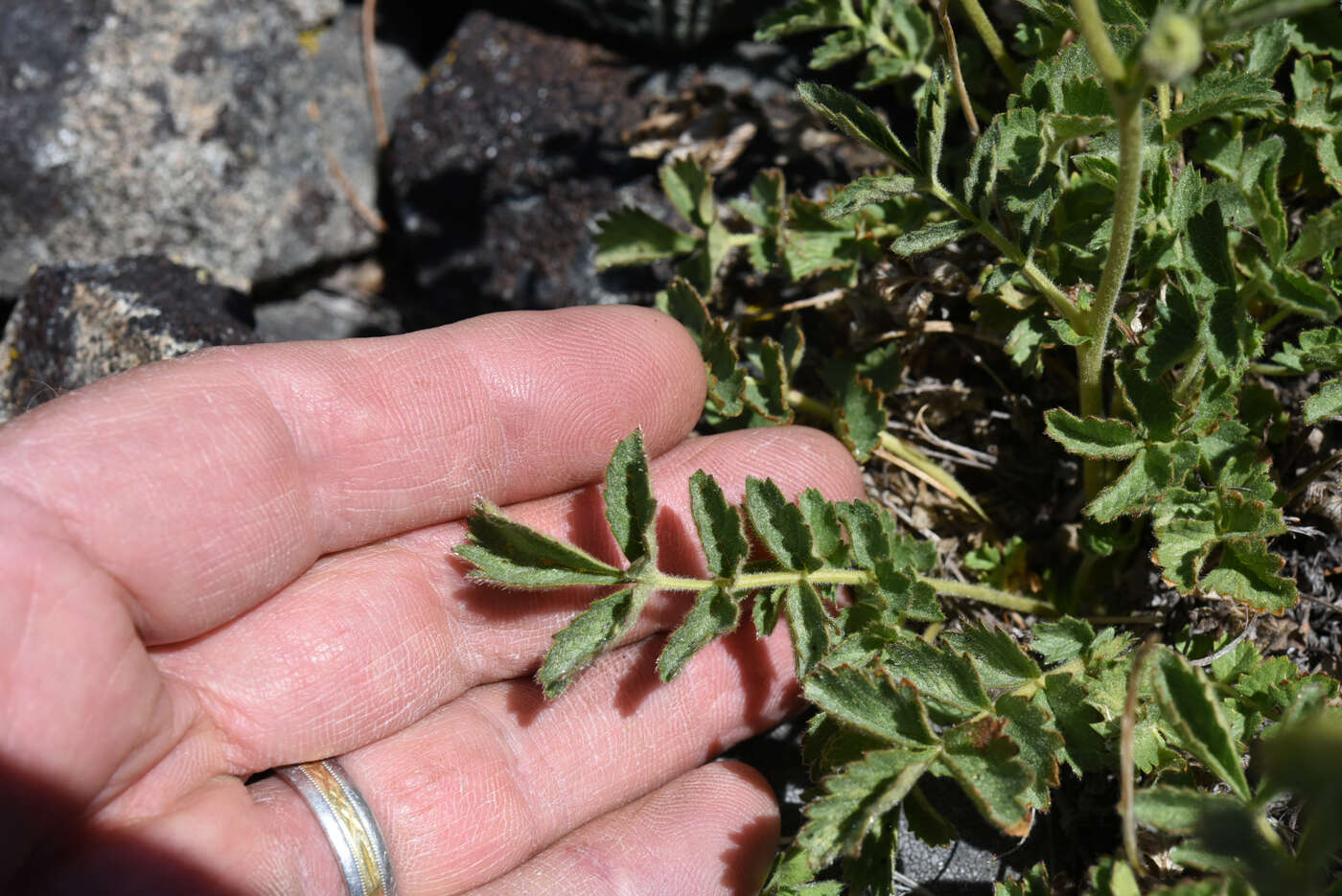 Image of Nevada cinquefoil