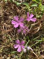 Image of trailing phlox