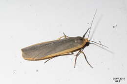 Image of common footman