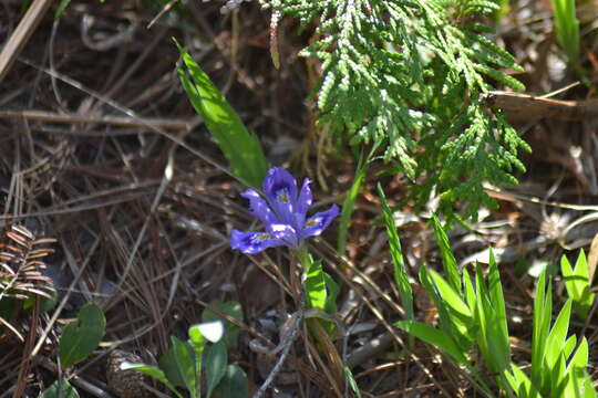 Plancia ëd Iris lacustris Nutt.