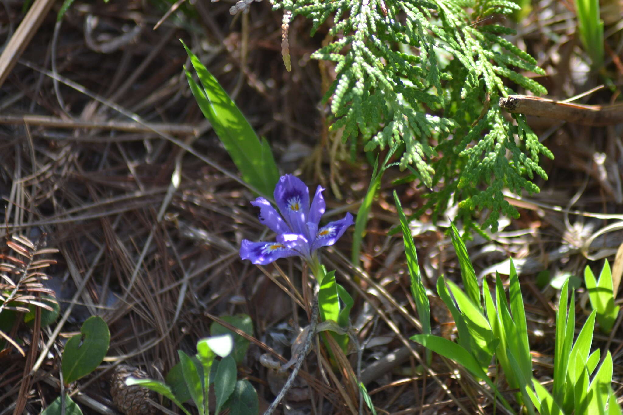 Image of dwarf lake iris