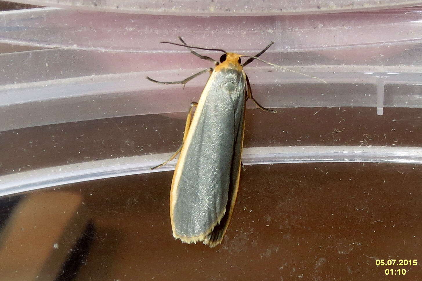 Image of common footman