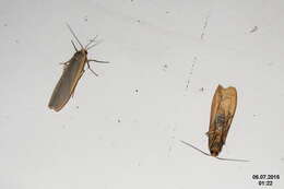 Image of common footman