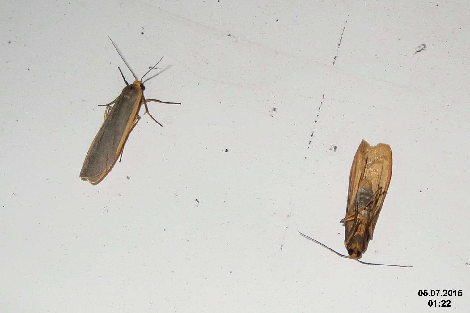 Image of common footman