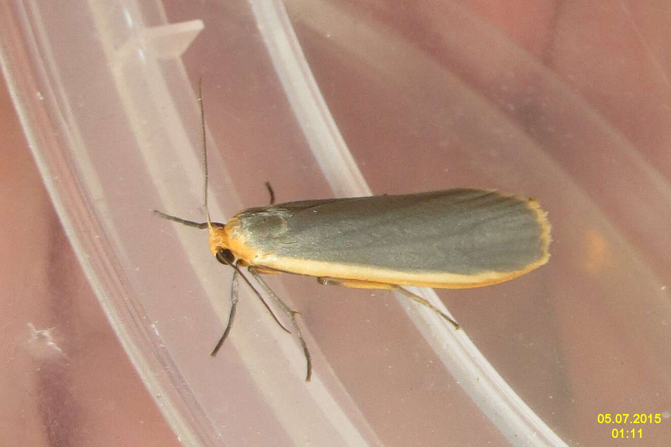 Image of common footman