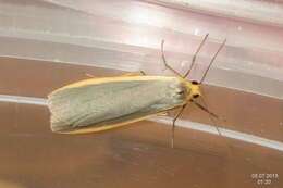 Image of common footman