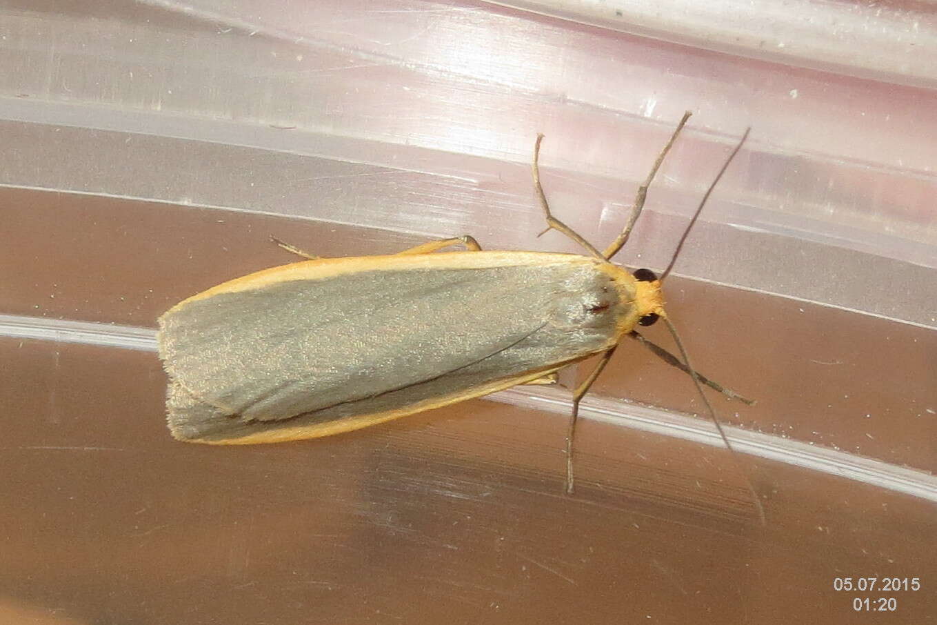 Image of common footman