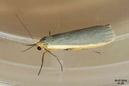 Image of common footman