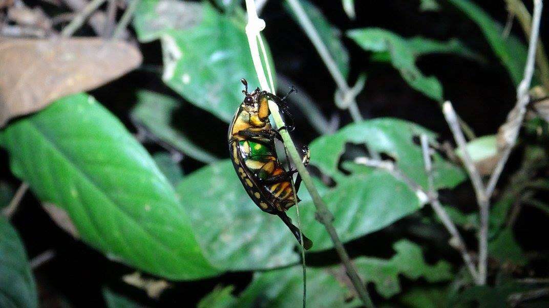 Image of Mecynorhina (Megalorhina) harrisii (Westwood 1847)