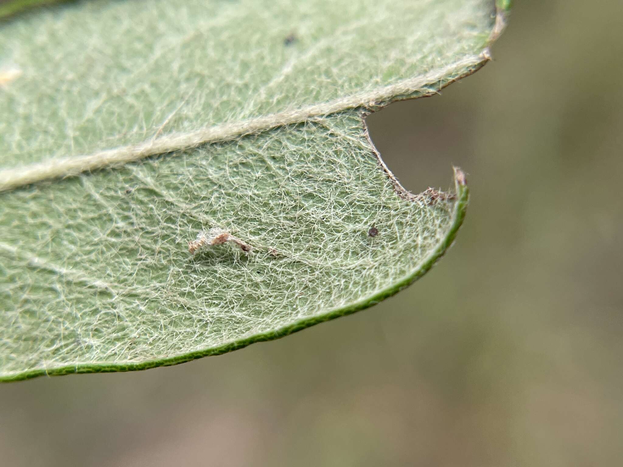 Image of Parectopa bumeliella Braun 1939