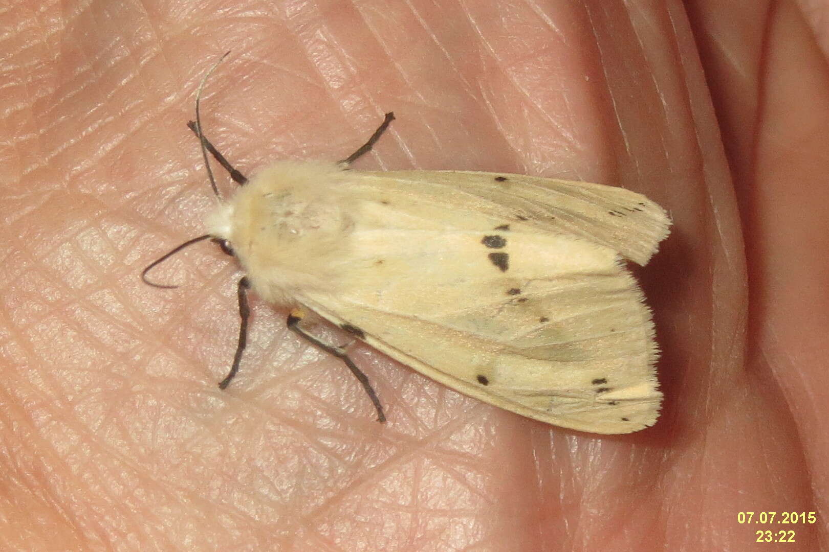 Spilosoma lutea Hüfnagel 1766 resmi