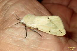 Spilosoma lutea Hüfnagel 1766 resmi