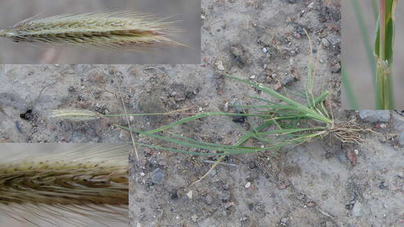 Image of Mediterranean rabbitsfoot grass