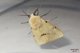 Spilosoma lutea Hüfnagel 1766 resmi