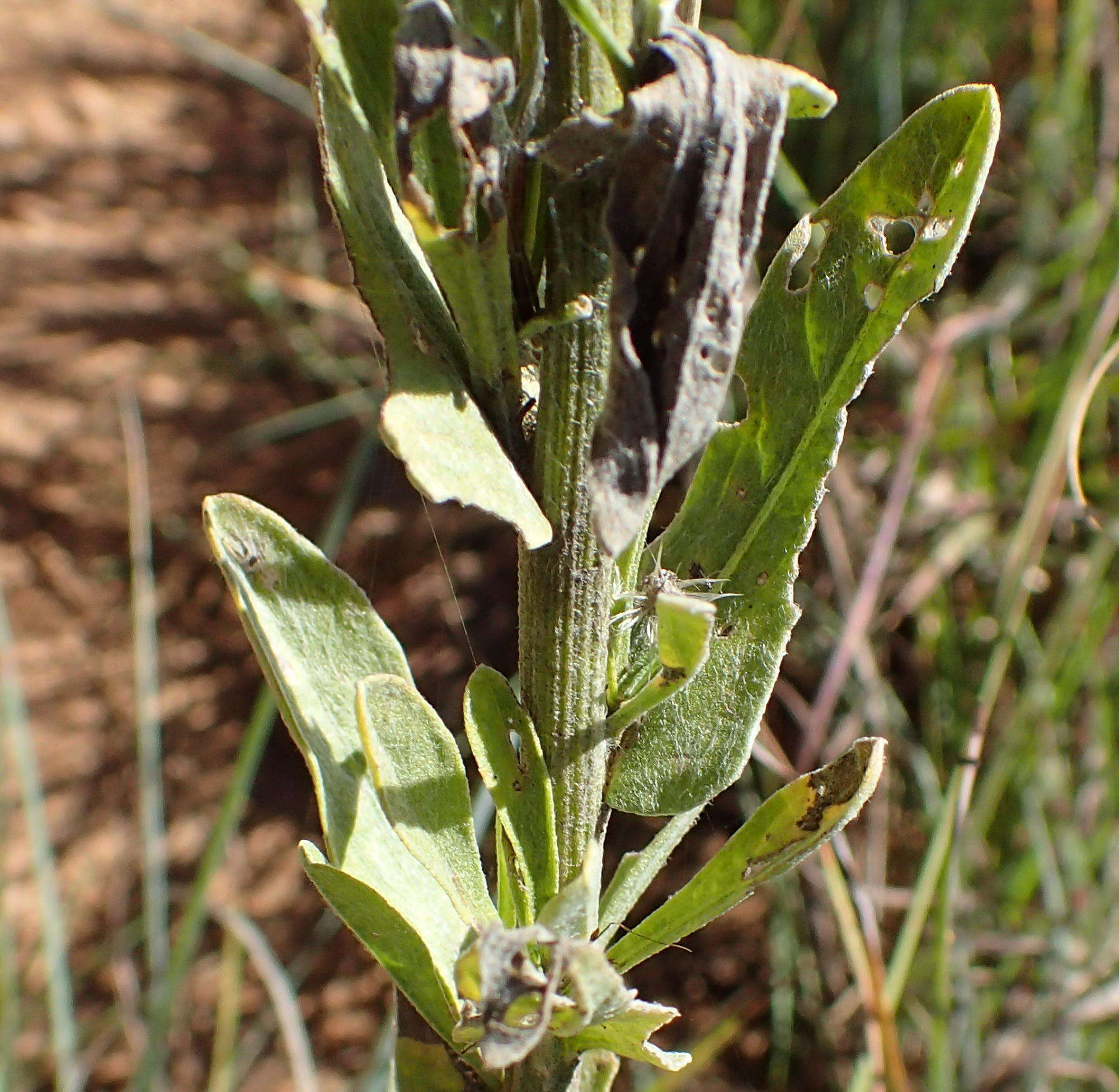 Image of Grassland nidorella