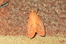 Image of rosy footman