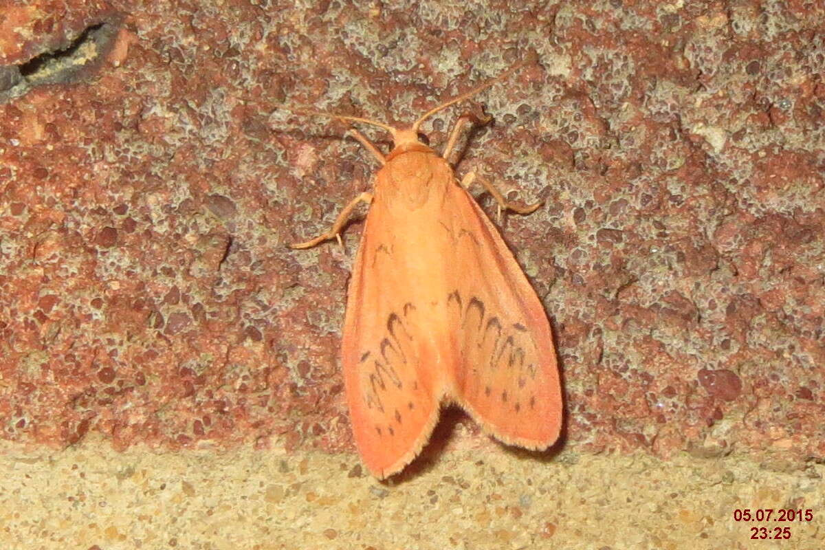 Image of rosy footman