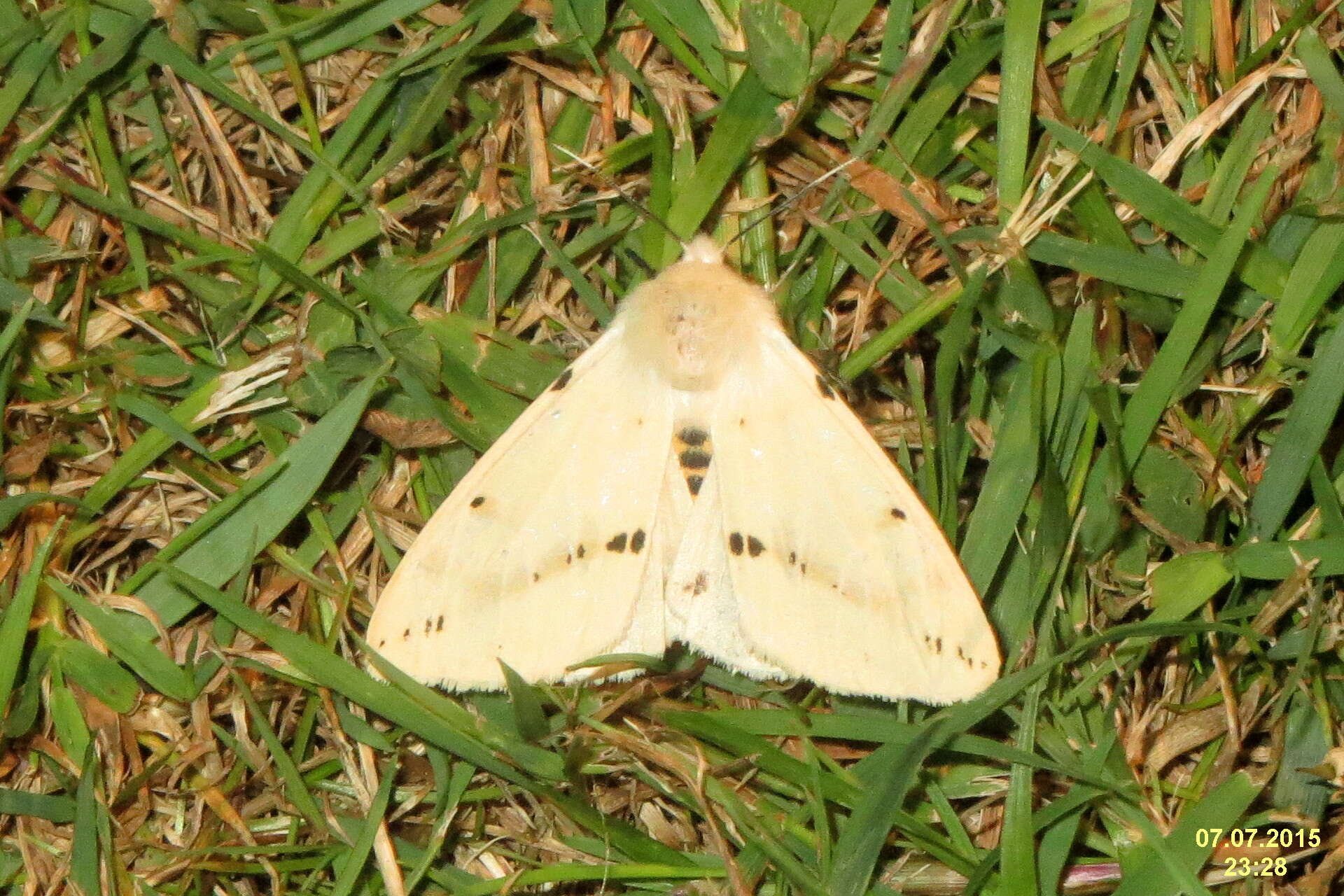 Image of Spilosoma lutea Hüfnagel 1766