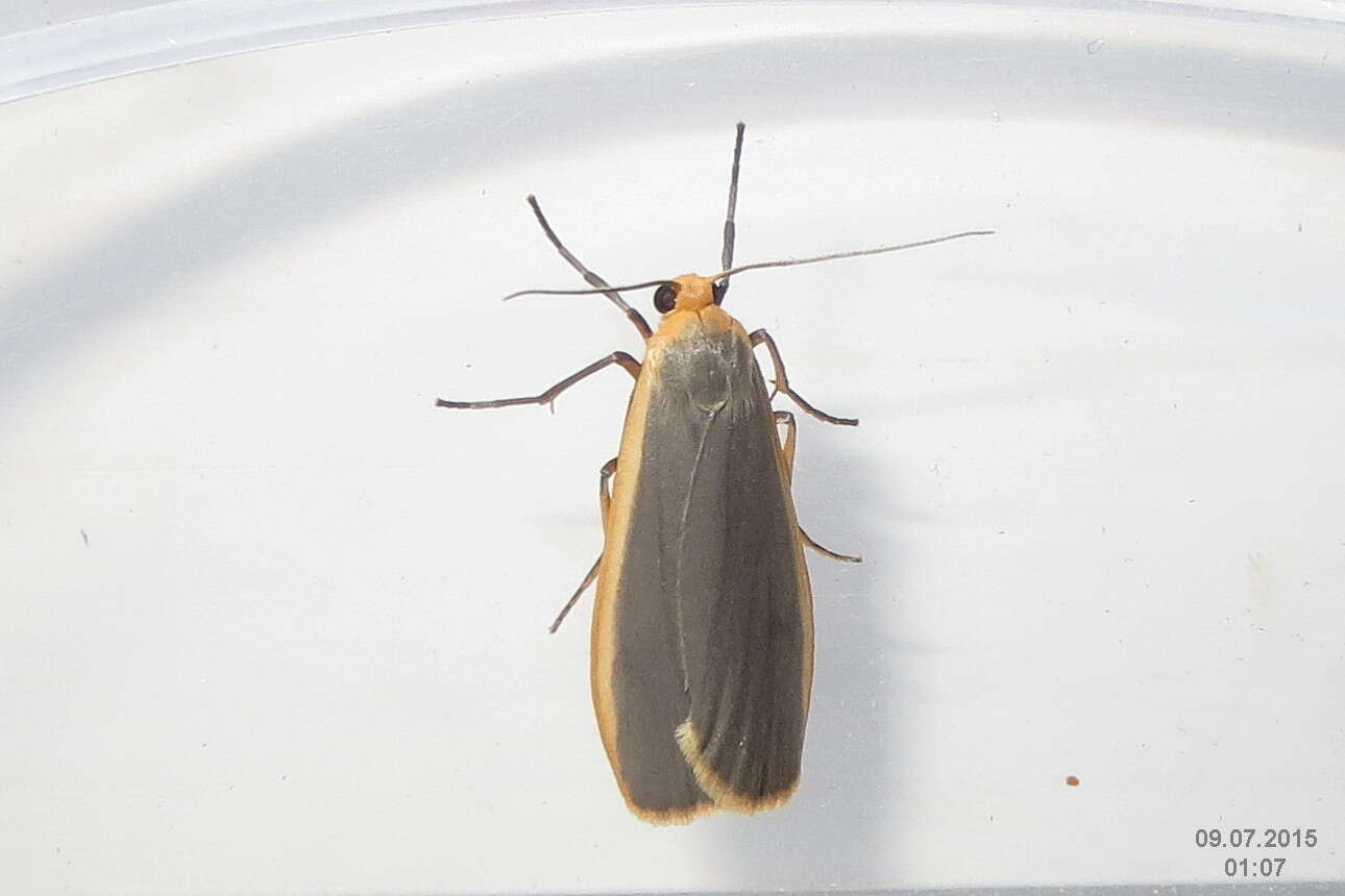 Image of common footman