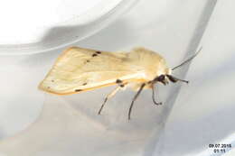 Image of Spilosoma lutea Hüfnagel 1766