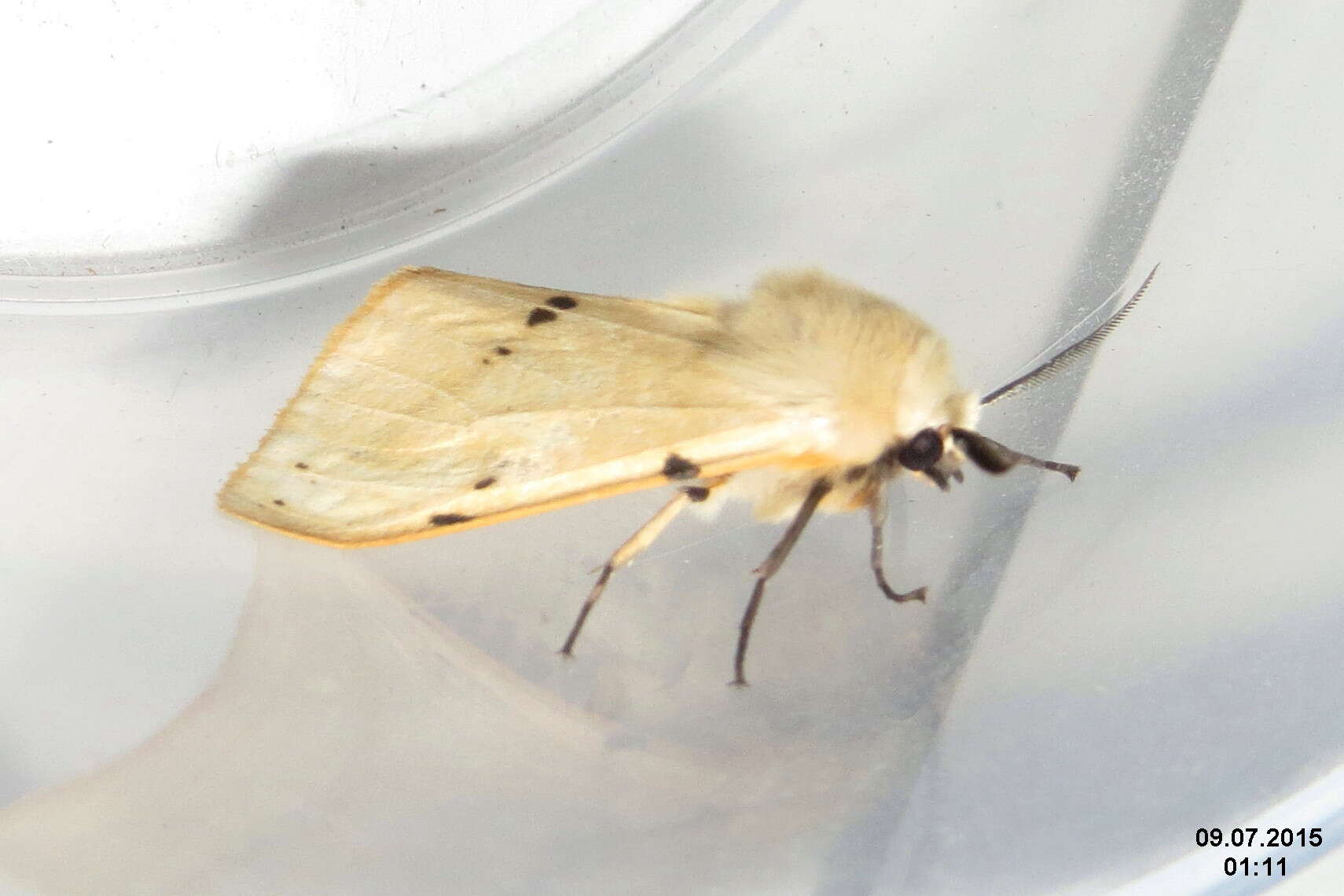 Image of Spilosoma lutea Hüfnagel 1766