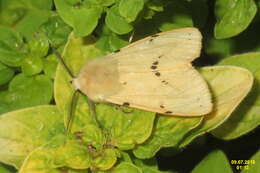 Image of Spilosoma lutea Hüfnagel 1766