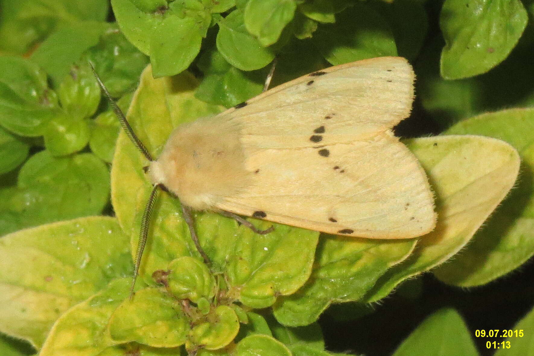 Image of Spilosoma lutea Hüfnagel 1766