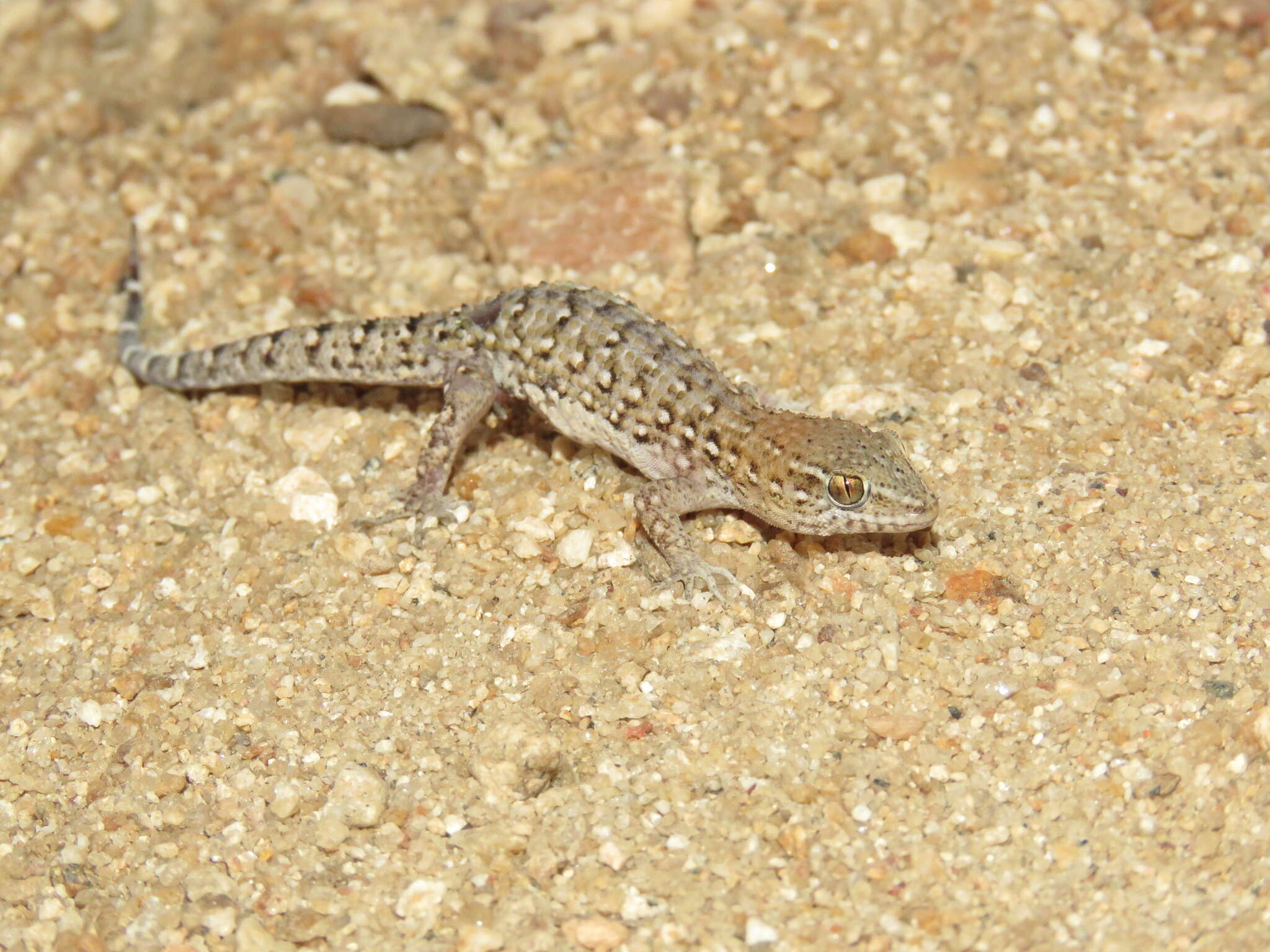 Image of Naked-toed Gecko