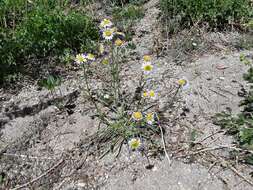 Image of Eaton's fleabane