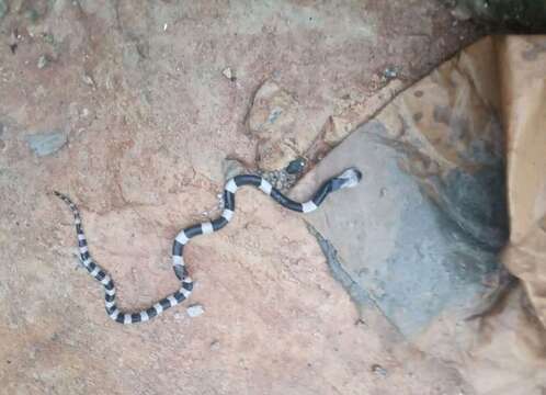 Image of Malayan Banded Wolf Snake