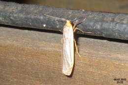 Image of common footman